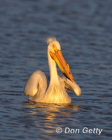 American White Pelican