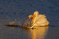 American White Pelican