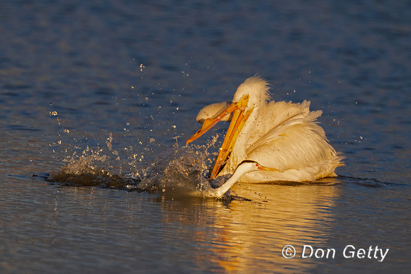 American White Pelican