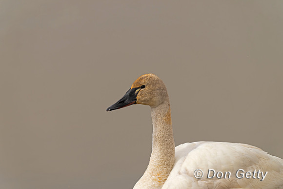 Tundra Swan
