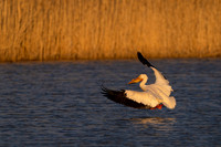 American White Pelican