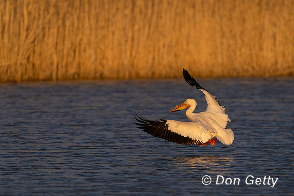 American White Pelican