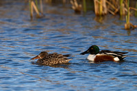 Northern Shoveler