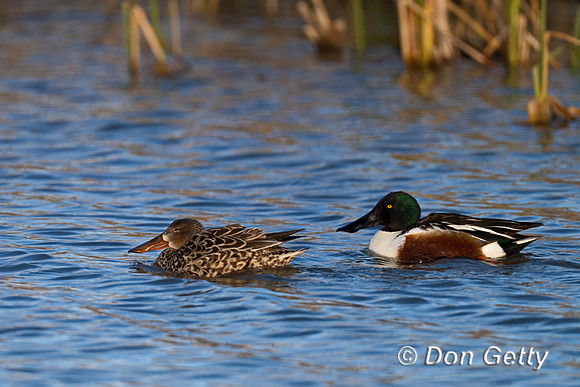 Northern Shoveler