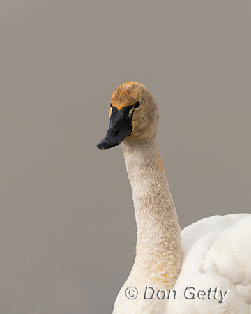 Tundra Swan