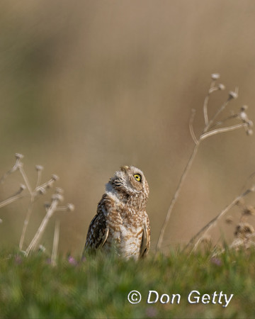 Burrowing Owl