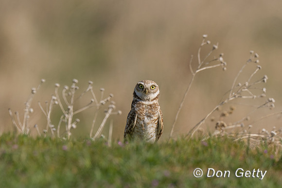 Burrowing Owl