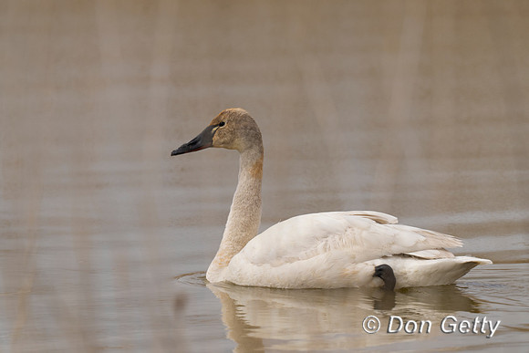 Tundra Swan