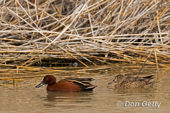 Cinnamon Teal