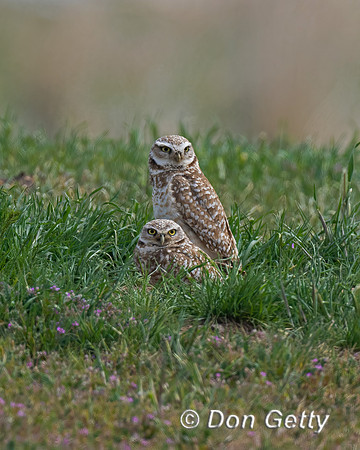 Burrowing Owl