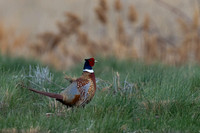 Pheasant