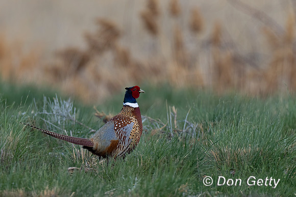 Pheasant