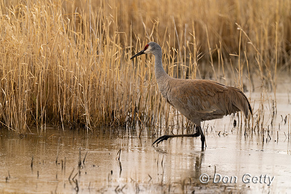 Sandhill Crane