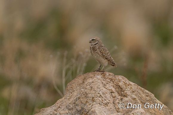 Burrowing Owl