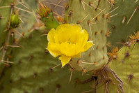 Prickly Pear Cactus