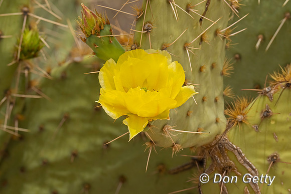 Prickly Pear Cactus