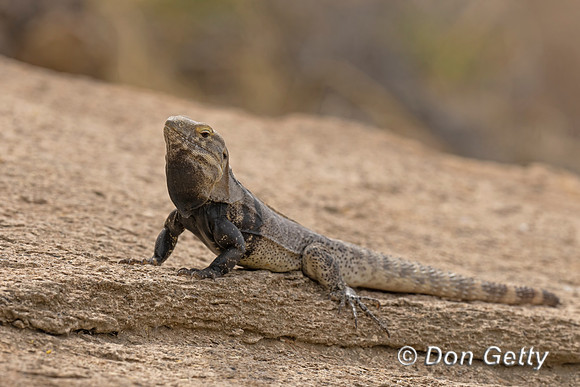 Sonoran Spiny-tailed Iguana