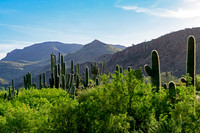 Saguaro Cactus