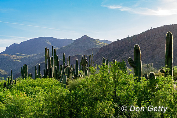 Saguaro Cactus