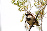 House Sparrow