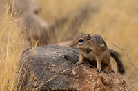 Harris's Antelope Squirrel