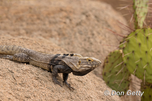 Sonoran Spiny-tailed Iguana