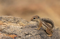 Harris's Antelope Squirrel