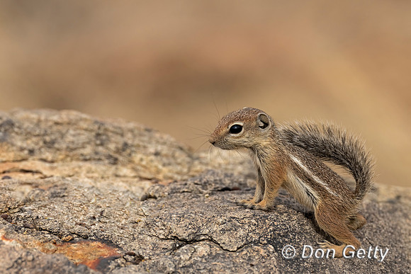 Harris's Antelope Squirrel