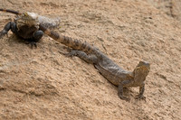 Sonoran Spiny-tailed Iguana