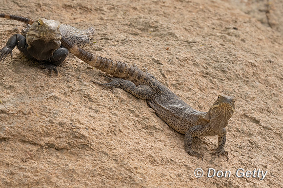 Sonoran Spiny-tailed Iguana