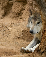 Mexican Wolf