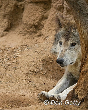 Mexican Wolf