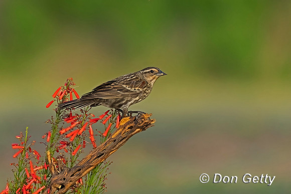 Red-winged Blackbird