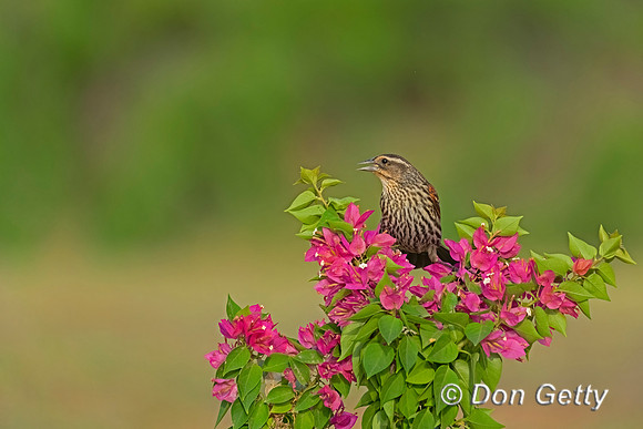 Red-winged Blackbird
