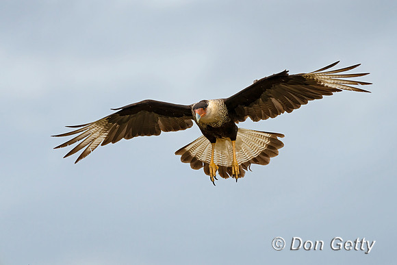 Crested Caracara