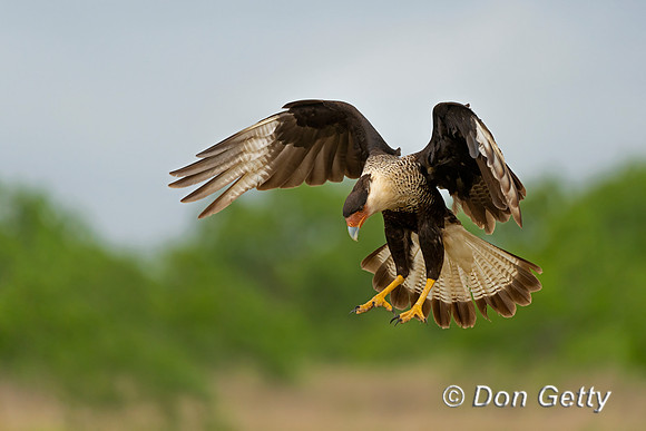 Crested Caracara