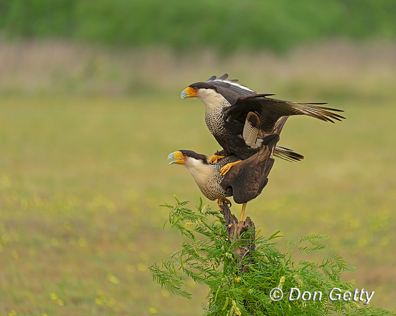 Crested Caracara