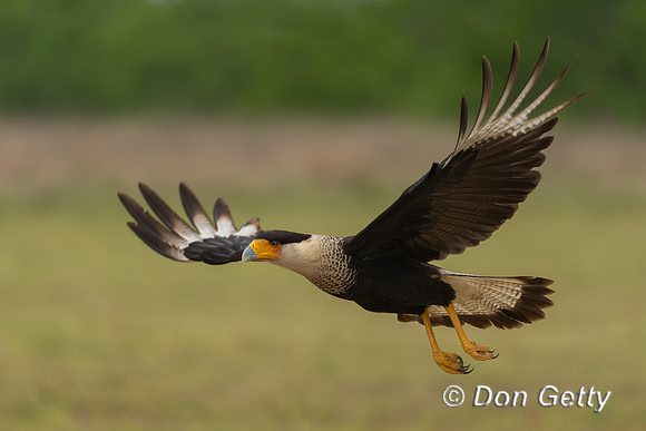 Crested Caracara