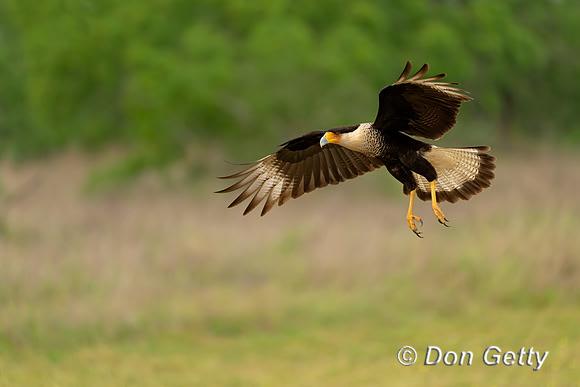 Crested Caracara