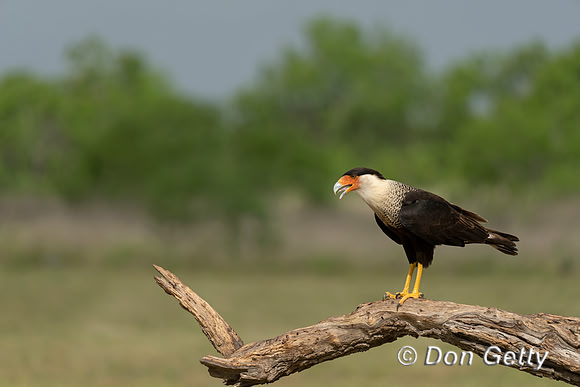 Crested Caracara