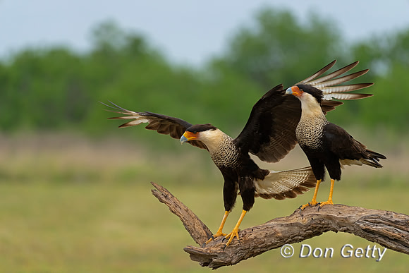 Crested Caracara