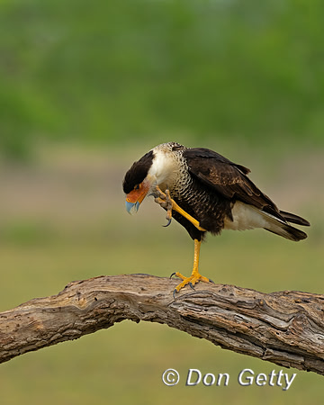Crested Caracara