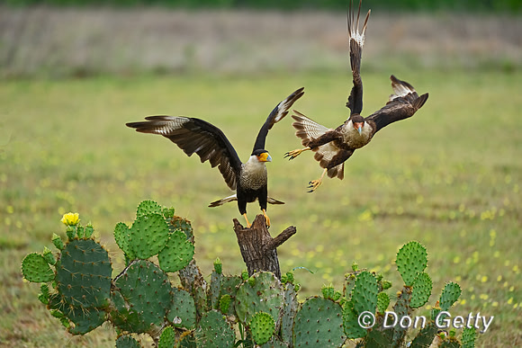 Crested Caracara