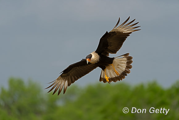Crested Caracara