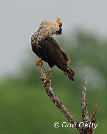 Crested Caracara