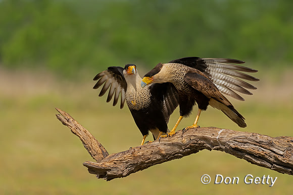 Crested Caracara