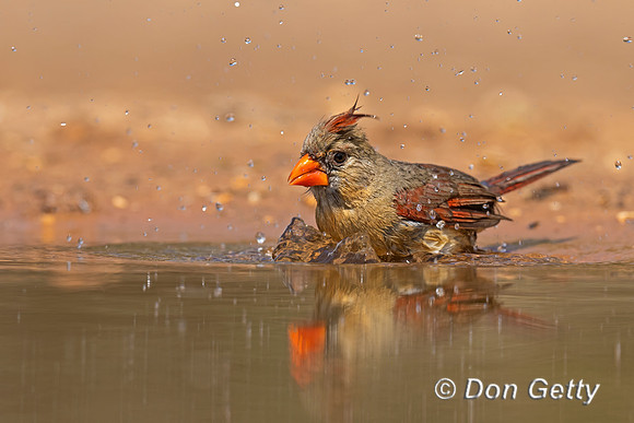Northern Cardinal