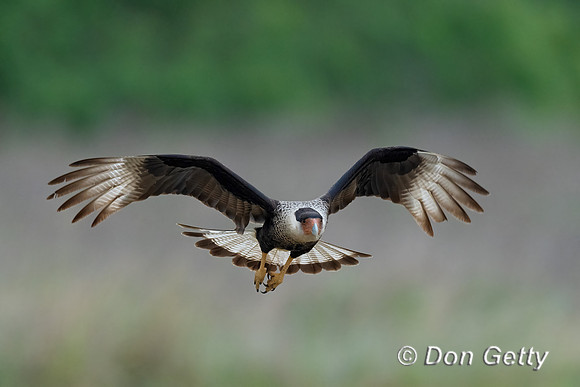 Crested Caracara