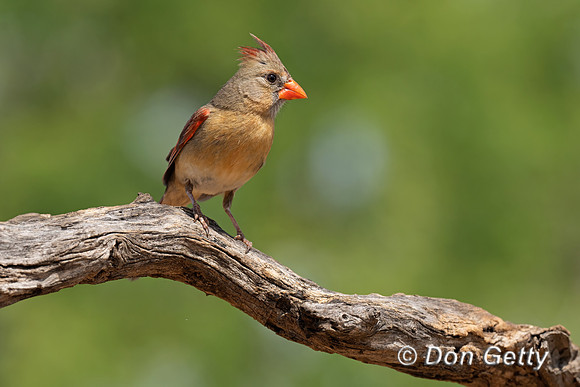Northern Cardinal