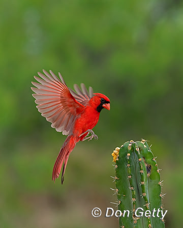 Northern Cardinal
